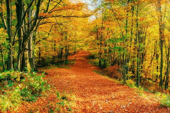 Погода на 19 вересня: антициклон принесе тепло й сонце