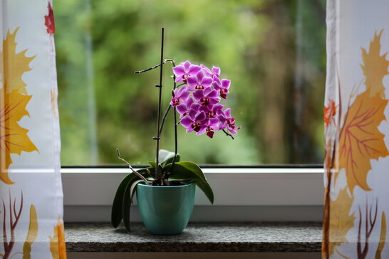 Як доглядати за орхідеями восени: поради для пишного цвітіння