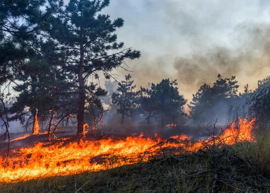 Пожежі в Амазонці спричинили рекордні викиди CO₂