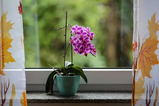 Як доглядати за орхідеєю, щоб вона цвіла знову