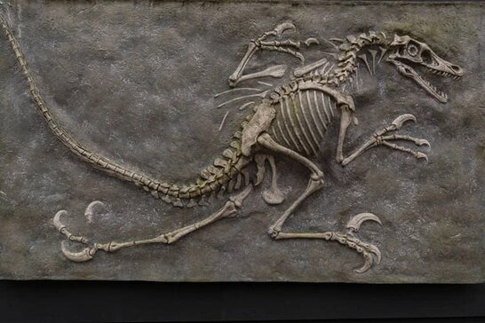 У Єгипті знайшли рештки рептилії, старшої за динозаврів