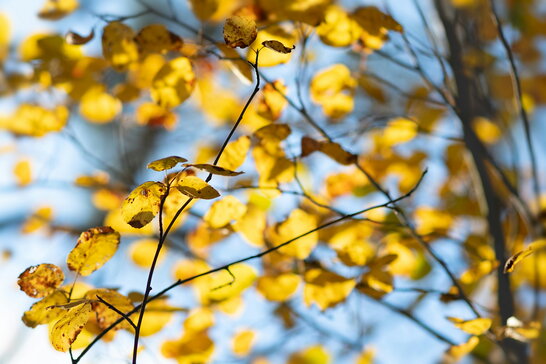 30 жовтня: гороскоп, іменини, свята