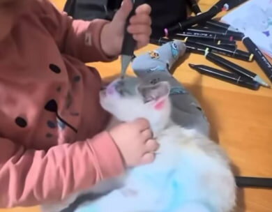 Скандал на Львівщині: дитина розмалювала кота, батькові загрожує штраф