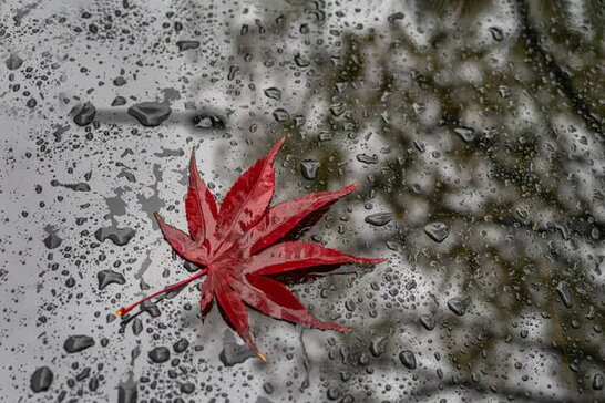 В Україну повертаються дощі: прогноз погоди на 4 листопада