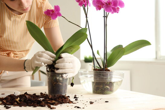 Як доглядати за орхідеями взимку: поради експертів