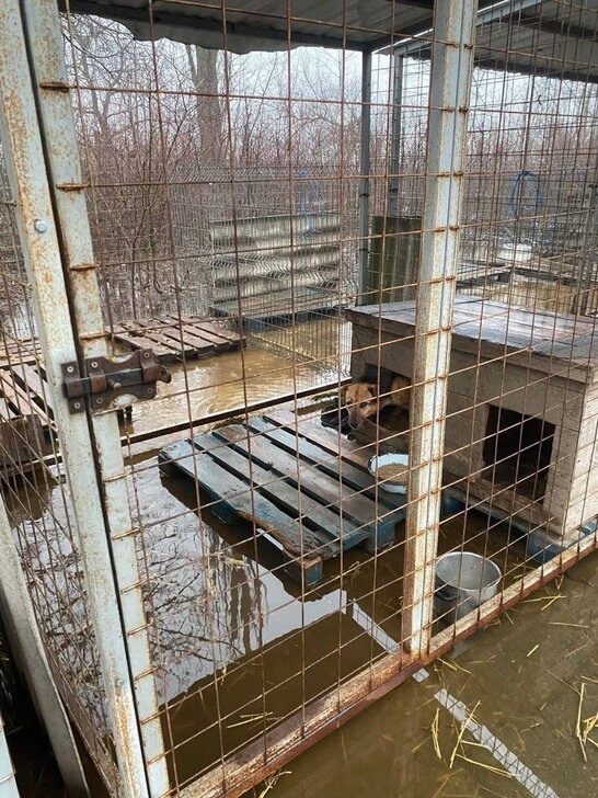 Майже 200 тварин у водяній пастці: у Кропивницький затопило притулок через негоду