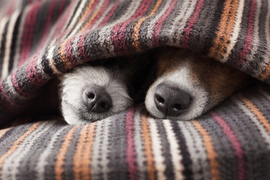 8 найдобріших порід собак – ParadePets