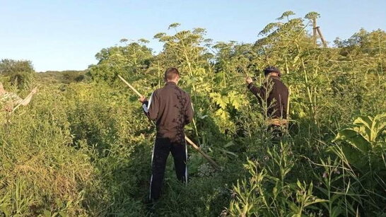 На Львівщині стартував міжнародний проєкт із боротьби з борщівником Сосновського