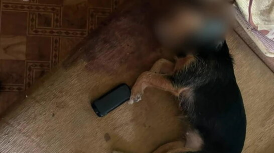 У Києві жінку підозрюють у вбивстві собаки: тварину викинули з четвертого поверху