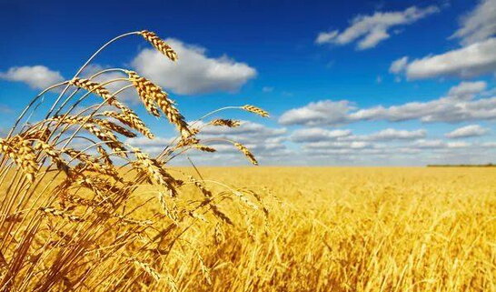 Спека й нестача дощів вдарили по посівах: як погода вплинула на врожай в Україні