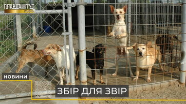 "Збір для звір": львівські бібліотеки збирають речі для безпритульних тварин (відео)