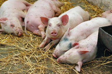 На Чернігівщині виявили африканську чуму в свиней: там встановили карантин