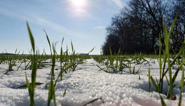 Цьогорічна зима у Києві стала третьою в рейтингу найтепліших з 1881 року