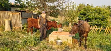70-річний чоловік з Донеччини пішки евакуювався разом зі своїми коровами та собаками