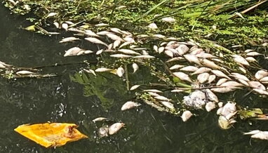 У Житомирі зафіксували масову загибель риби