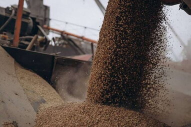 Польща перевіряє понад 70 компаній через підозру в шахрайстві зерном з України