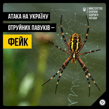 МОЗ спростувало фейк про нашестя отруйних павуків в Україні