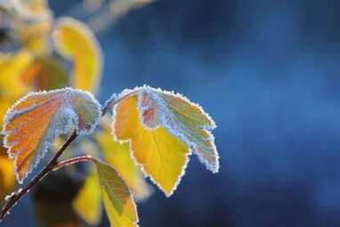 Україні у неділю прогнозують заморозки, вдень до +15°