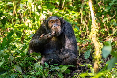 Оголошено переможців премії Nikon Comedy Wildlife Photography Awards 2024: найкумедніші фото дикої природи