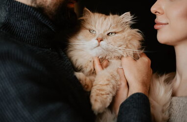 Собаки й коти допомагають зберегти ясність розуму у старості — дослідження