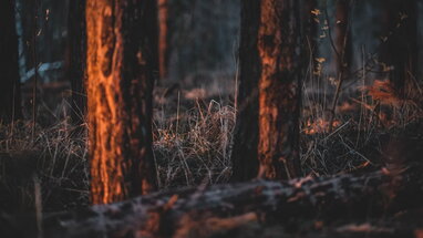 У Греції евакуювали кілька сіл унаслідок лісових пожеж