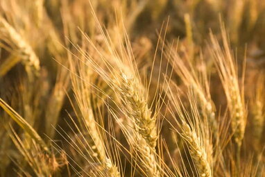 Росія ризикує втратити статус аграрного гіганта — СЗРУ