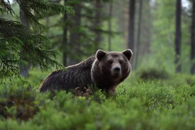 У Японії зафіксували рекордну кількість смертей через напади ведмедів