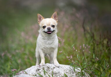 7 порід собак, які живуть найдовше: експерти назвали найміцніших улюбленців