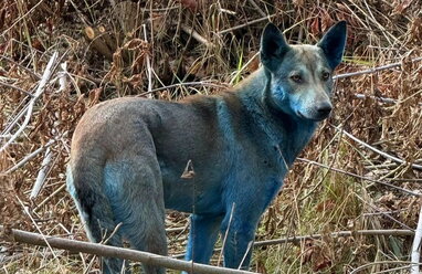 Собаки із синім хутром у Чорнобилі: фахівці пояснили причину