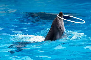 В Одесі арештували дельфінарій «Немо» через невиплату боргів