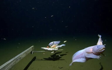 У Тихому океані зафіксували найглибшу рибу у світі — новий рекорд життя в океанських глибинах