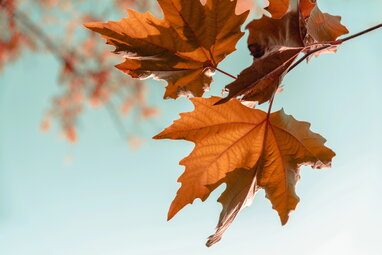 5 листопада: гороскоп, іменини, свята