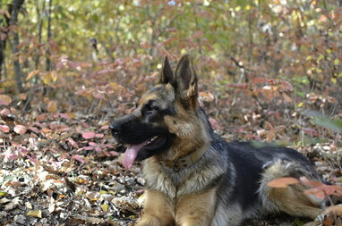 Від бордер-колі до добермана: ветеринари назвали 6 найрозумніших порід собак