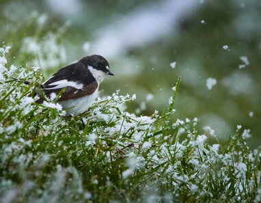 Дощі, мокрий сніг і тумани: погода на 21 листопада