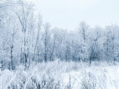 Як підготувати сад до зими: 6 важливих кроків