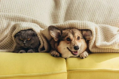 Кіт чи собака: що вибір домашнього улюбленця говорить про характер людини