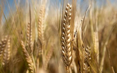 USDA підвищило прогноз врожаю зерна в Україні, але очікує скорочення експорту