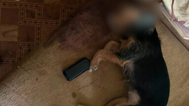 У Києві жінку підозрюють у вбивстві собаки: тварину викинули з четвертого поверху