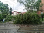 Повалені дерева та затоплені вулиці: наслідки негоди у Львові (фото)