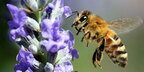 "Укрпошта" більше не буде перевозити бджіл після інциденту на Закарпатті