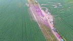 На Рівненщині посеред поля виявили яскраво рожеві калюжі (відео)