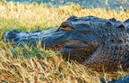 Ласував качкою: в одній із водойм на Херсонщині помітили крокодила (фото)