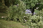 Негода у Львові: внаслідок грози та зливи у місті виявили 27 повалених дерев (відео)