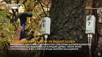 Методи виявлення аварійних дерев: у Львові закупили імпульсивний томограф для перевірки (відео)