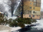 Сумна картина: на вулицях Дніпра та Одеси розкидали непродані новорічні ялинки
