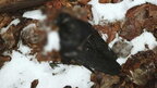 "Всі померли від удару": в Чернівцях через новорічні феєрверки загинули десятки птахів (фото)