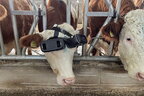 Турецький фермер вирішив одягнути VR-окуляри на своїх корів (відео)