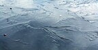 У Кривому Розі дві дівчинки провалились під лід: одну знайшли без ознак життя (відео)