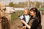 Придбай квиток – врятуй тварин: екопарк "Ясногородка" на Київщині просить про допомогу