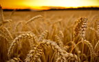 Ціни на пшеницю зросли на тлі заборони експорту з Індії
